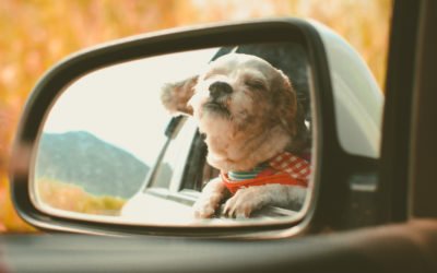 Chiens, chats et NAC : comment déménager avec des animaux de compagnie ?
